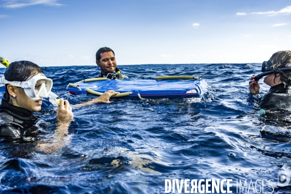 Observation des Baleines a bosse au large de Moorea