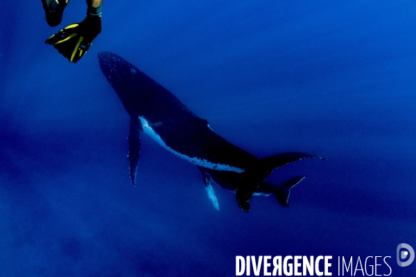 Observation des Baleines a bosse au large de Moorea