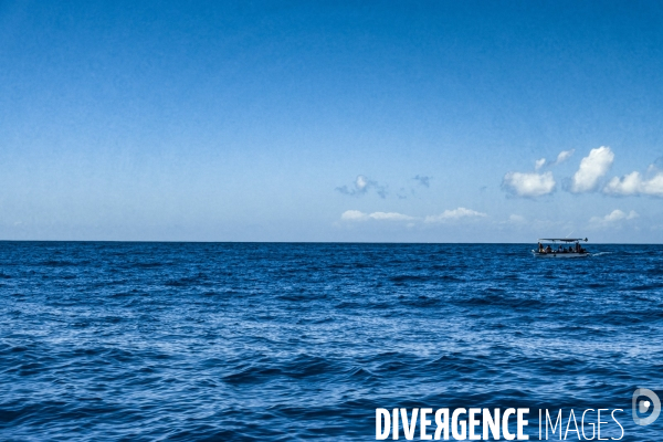 Observation des Baleines a bosse au large de Moorea