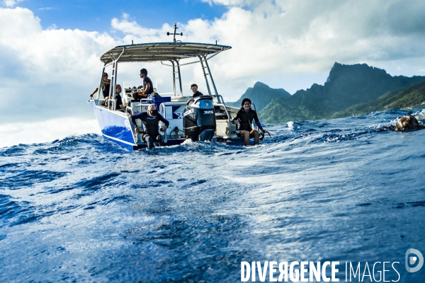 Observation des Baleines a bosse au large de Moorea