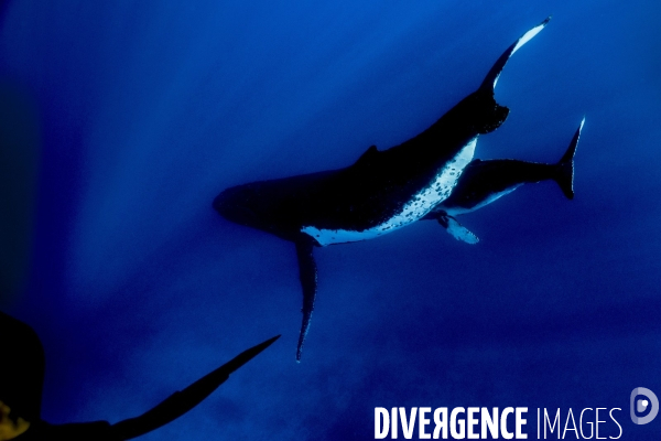 Observation des Baleines a bosse au large de Moorea
