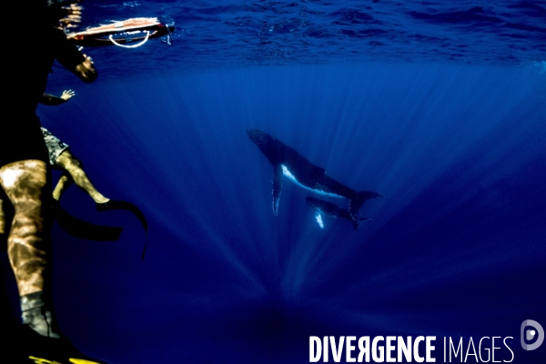 Observation des Baleines a bosse au large de Moorea
