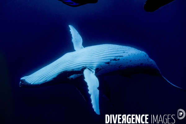 Observation des Baleines a bosse au large de Moorea