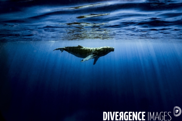 Observation des Baleines a bosse au large de Moorea