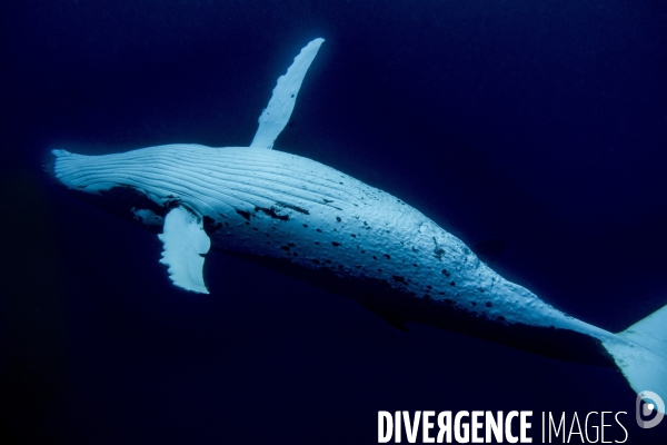 Observation des Baleines a bosse au large de Moorea