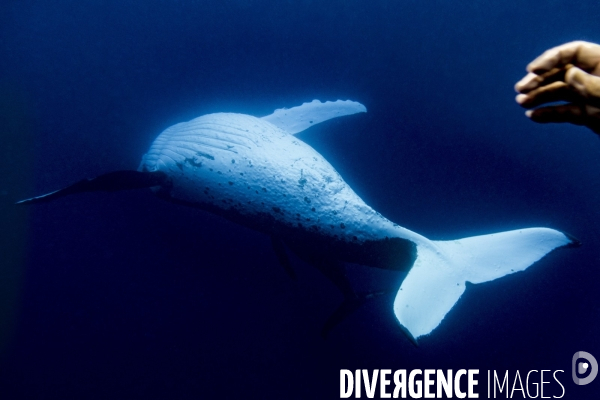 Observation des Baleines a bosse au large de Moorea
