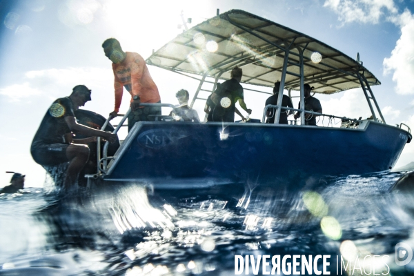 Observation des Baleines a bosse au large de Moorea