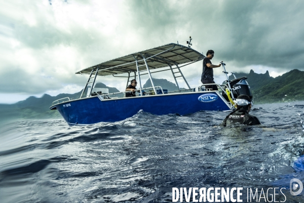 Observation des Baleines a bosse au large de Moorea