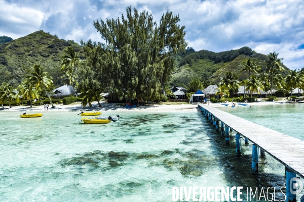 Observation des Baleines a bosse au large de Moorea