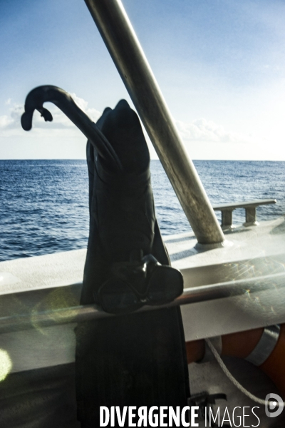 Observation des Baleines a bosse au large de Moorea