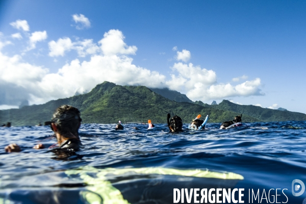 Observation des Baleines a bosse au large de Moorea