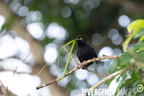 Oiseaux du Gabon
