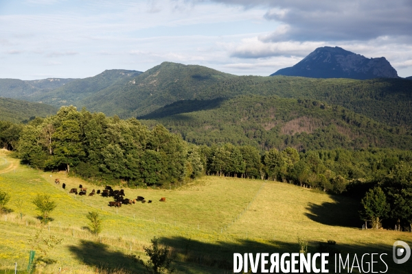 Paturage tournant dynamique