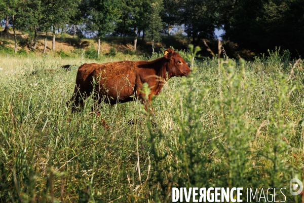 Paturage tournant dynamique