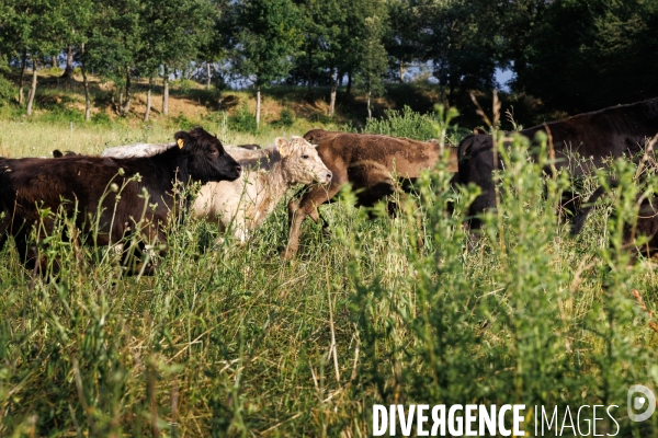 Paturage tournant dynamique