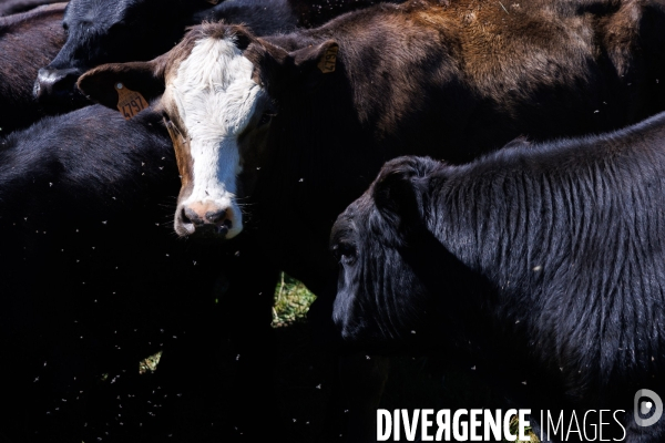 Paturage tournant dynamique