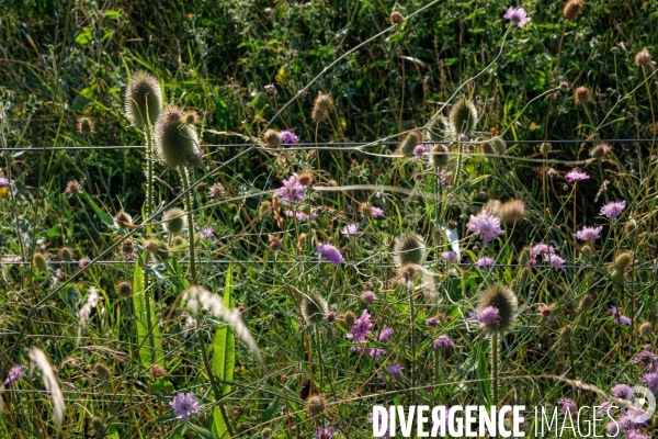 Paturage tournant dynamique