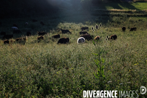 Paturage tournant dynamique