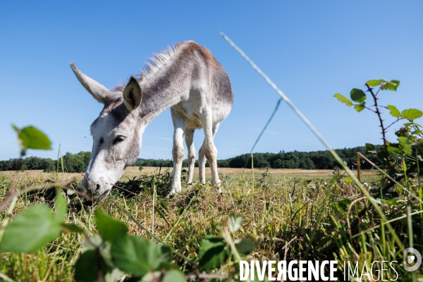Paturage tournant dynamique
