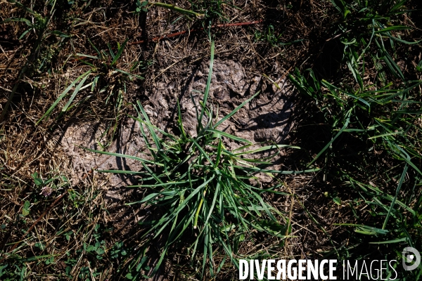 Paturage tournant dynamique