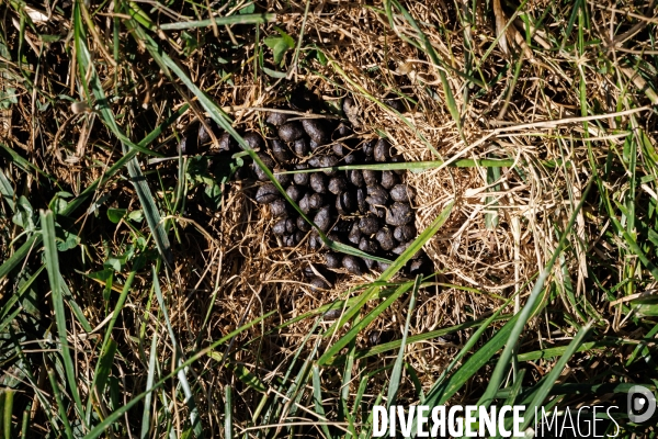 Paturage tournant dynamique