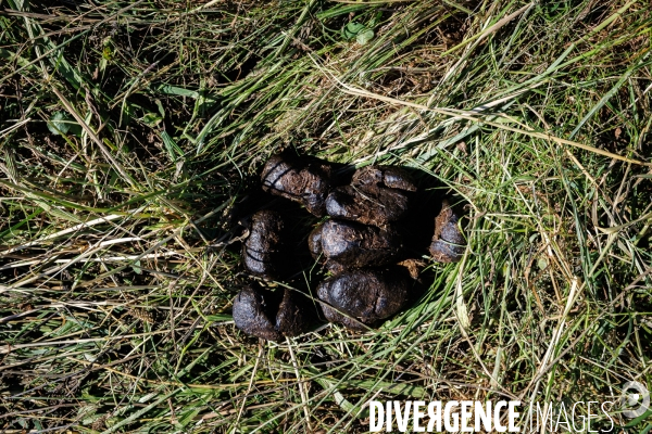 Paturage tournant dynamique