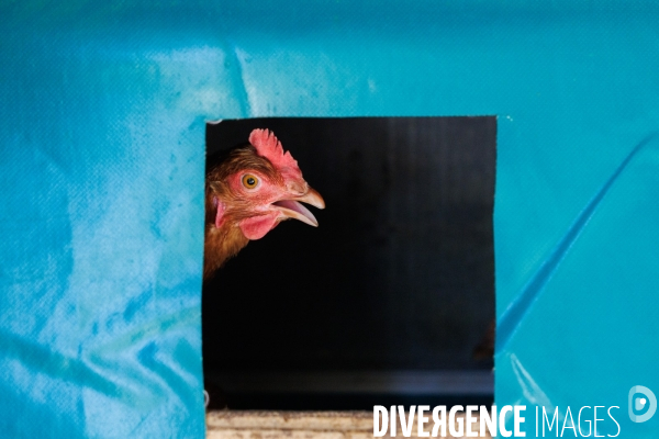 Paturage tournant dynamique
