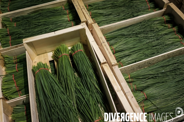 Visite du MIN, Marche International de Rungis