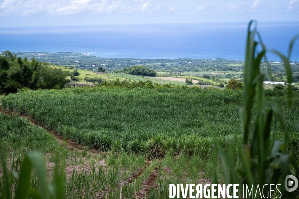 Canne a sucre La Reunion