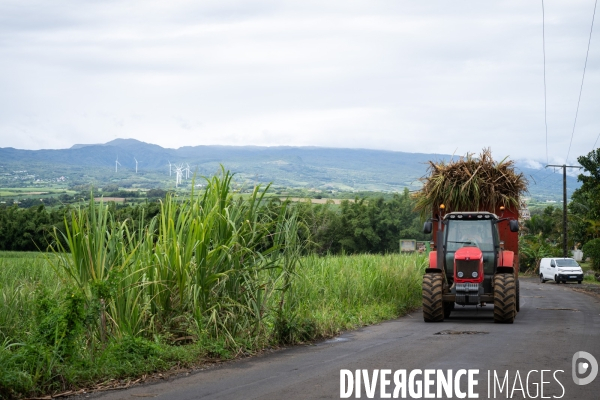 Canne a sucre La Reunion