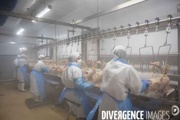 Foie gras - abattage des canards