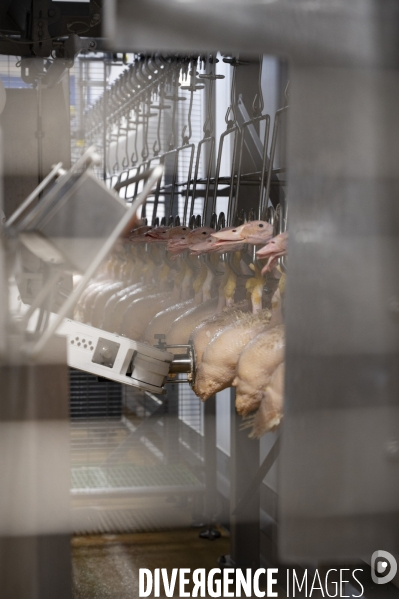 Foie gras - abattage des canards