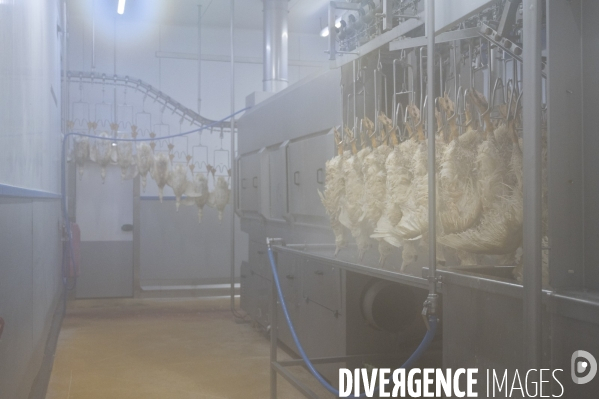 Foie gras - abattage des canards