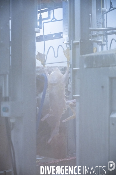 Foie gras - abattage des canards