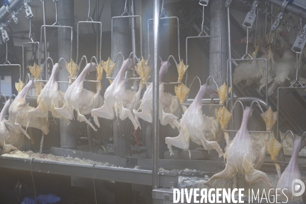 Foie gras - abattage des canards