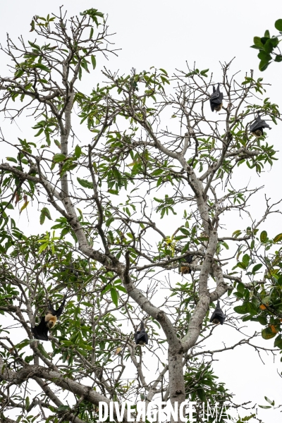 Illustration Mayotte