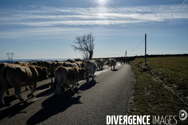 La Transhumance