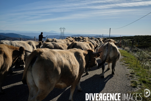 La Transhumance