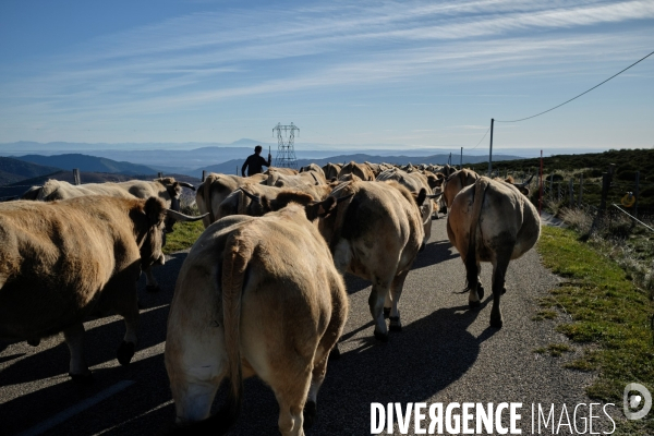 La Transhumance