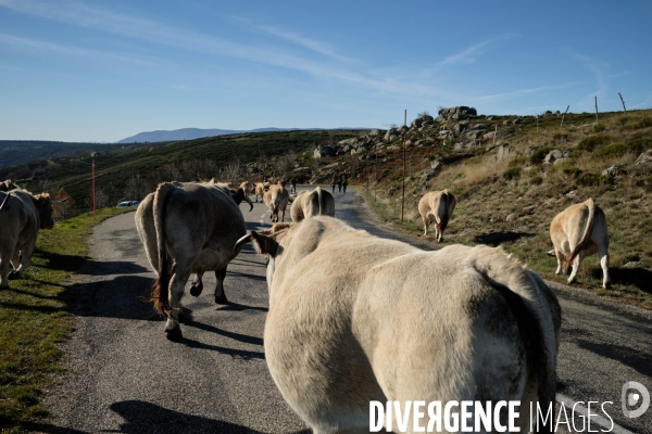 La Transhumance