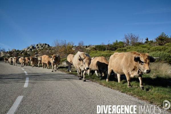 La Transhumance