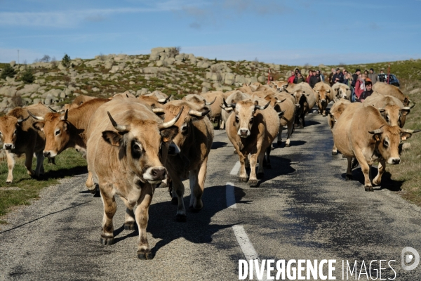 La Transhumance