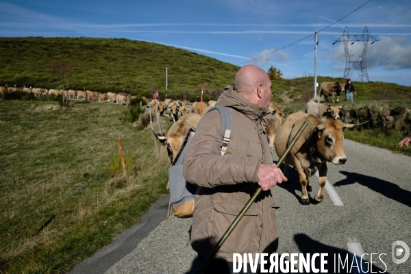 La Transhumance