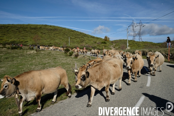 La Transhumance