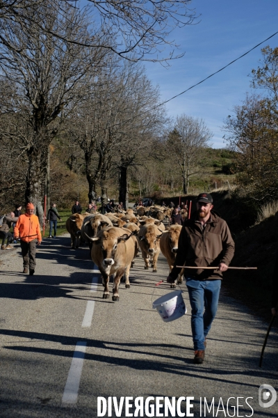 La Transhumance
