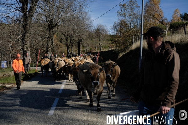 La Transhumance