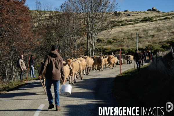 La Transhumance