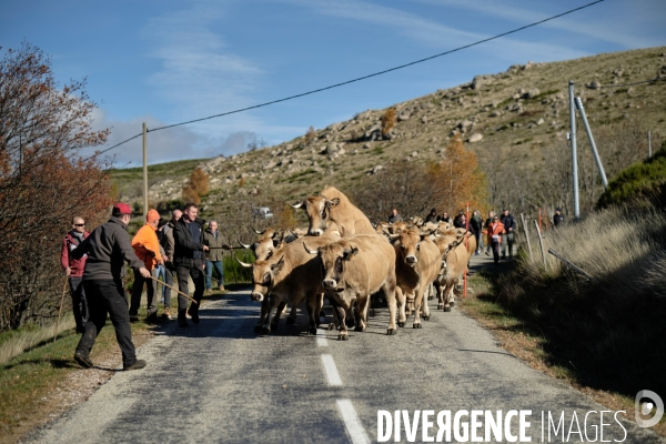 La Transhumance