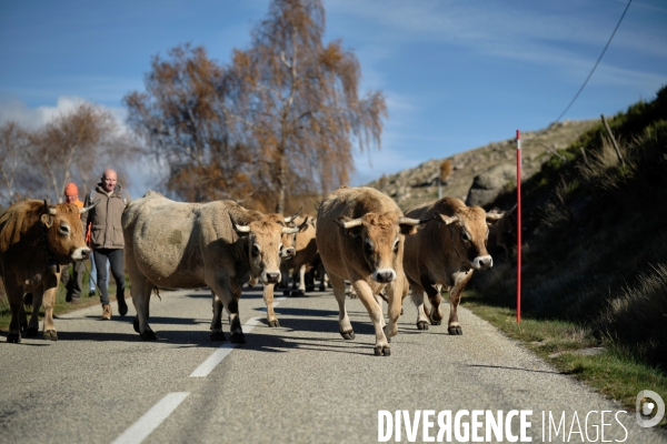 La Transhumance