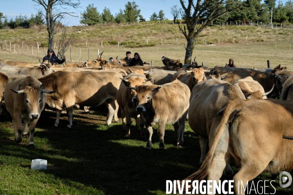 La Transhumance